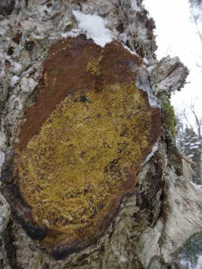 Product thumbnail #2