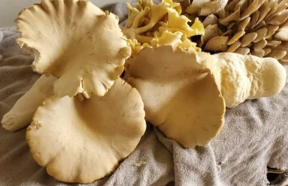 Product thumbnail #1