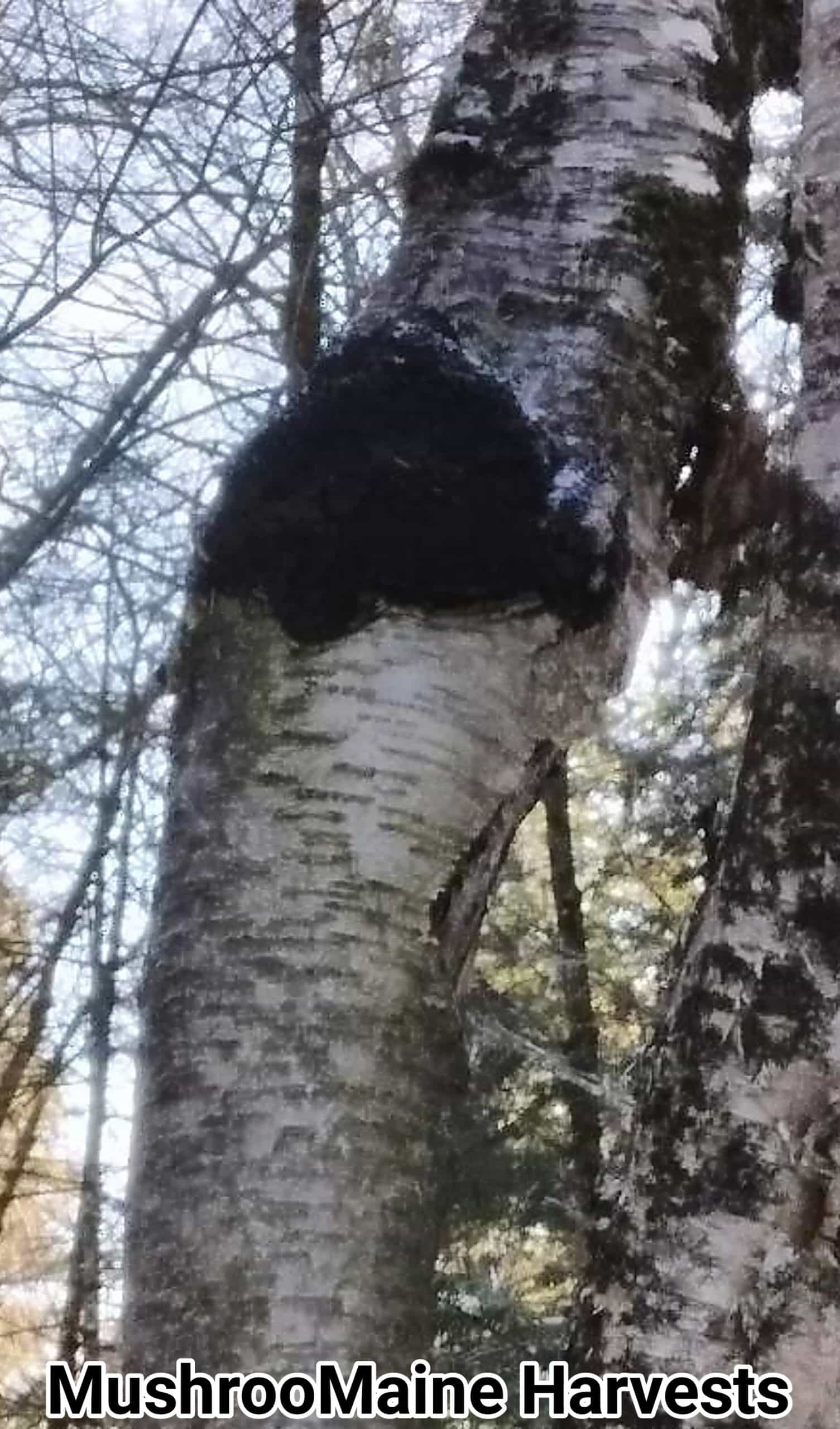 Product thumbnail #11