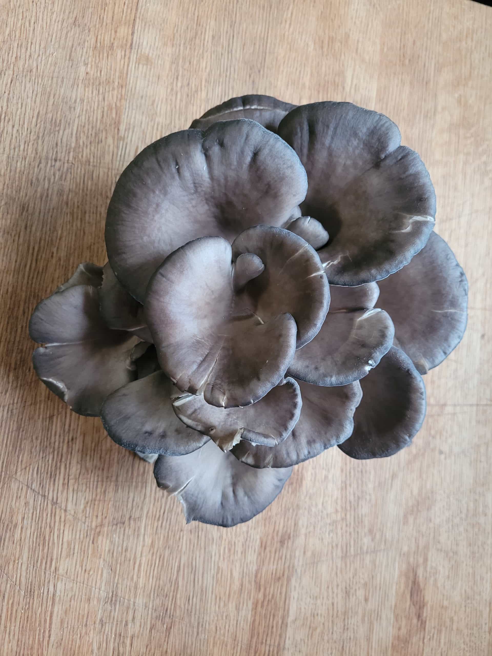 Product thumbnail #1