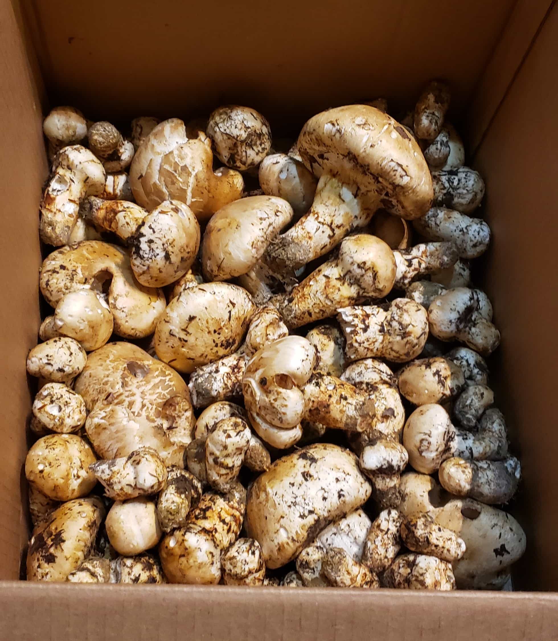 Product thumbnail #2