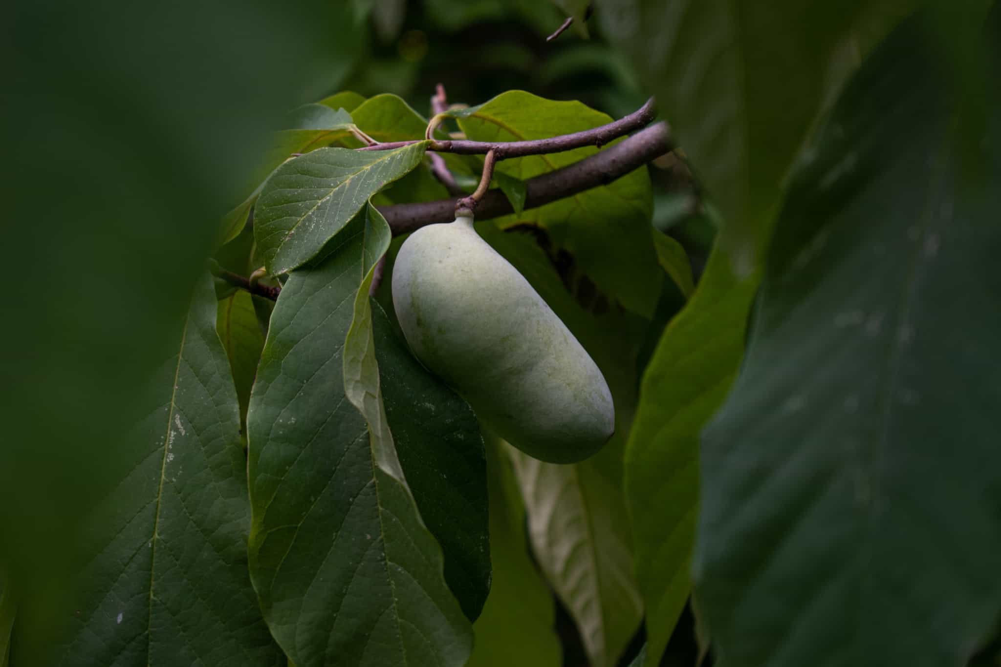 Product thumbnail #2