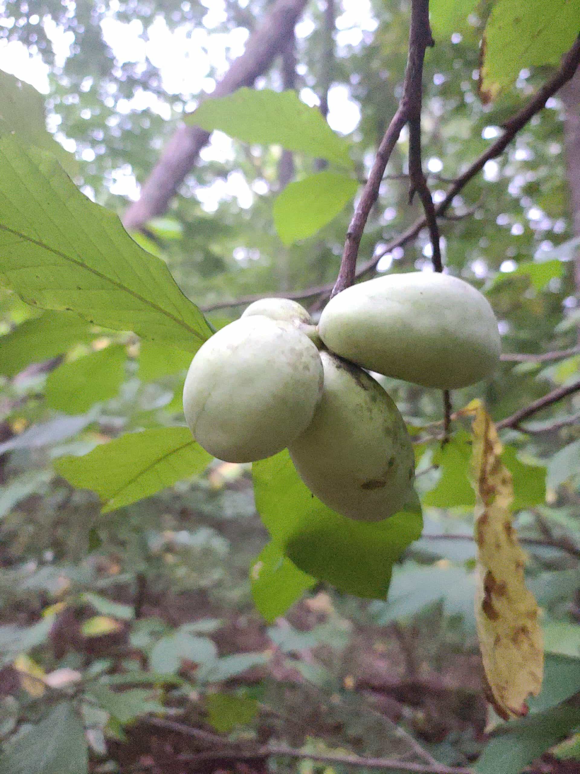 Product thumbnail #1