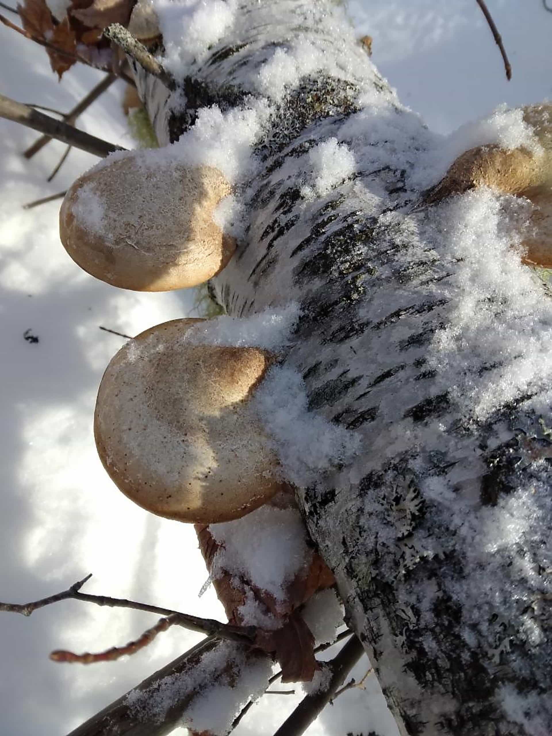 Product thumbnail #1