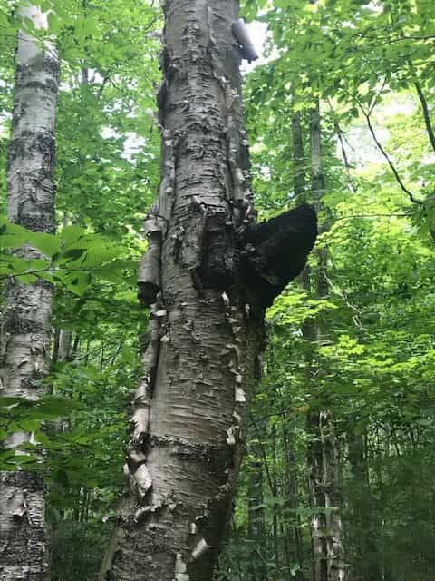 Product thumbnail #3