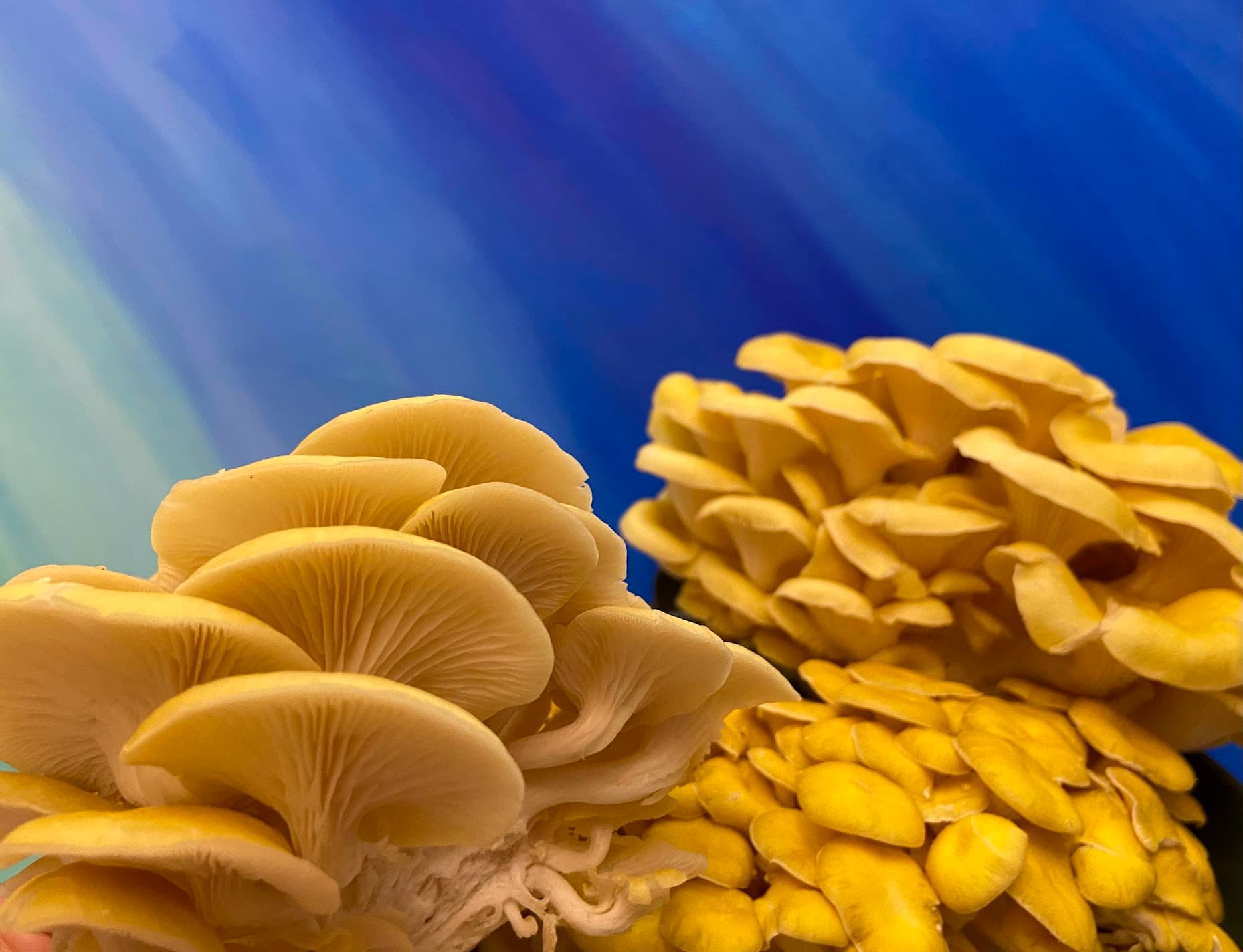 Mushbloom Gardens's banner