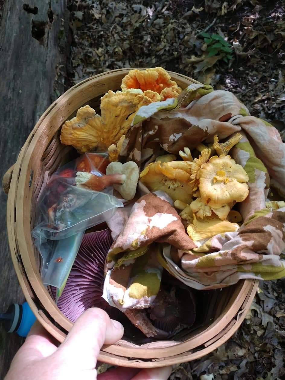 River Valley Wildcrafting 's banner