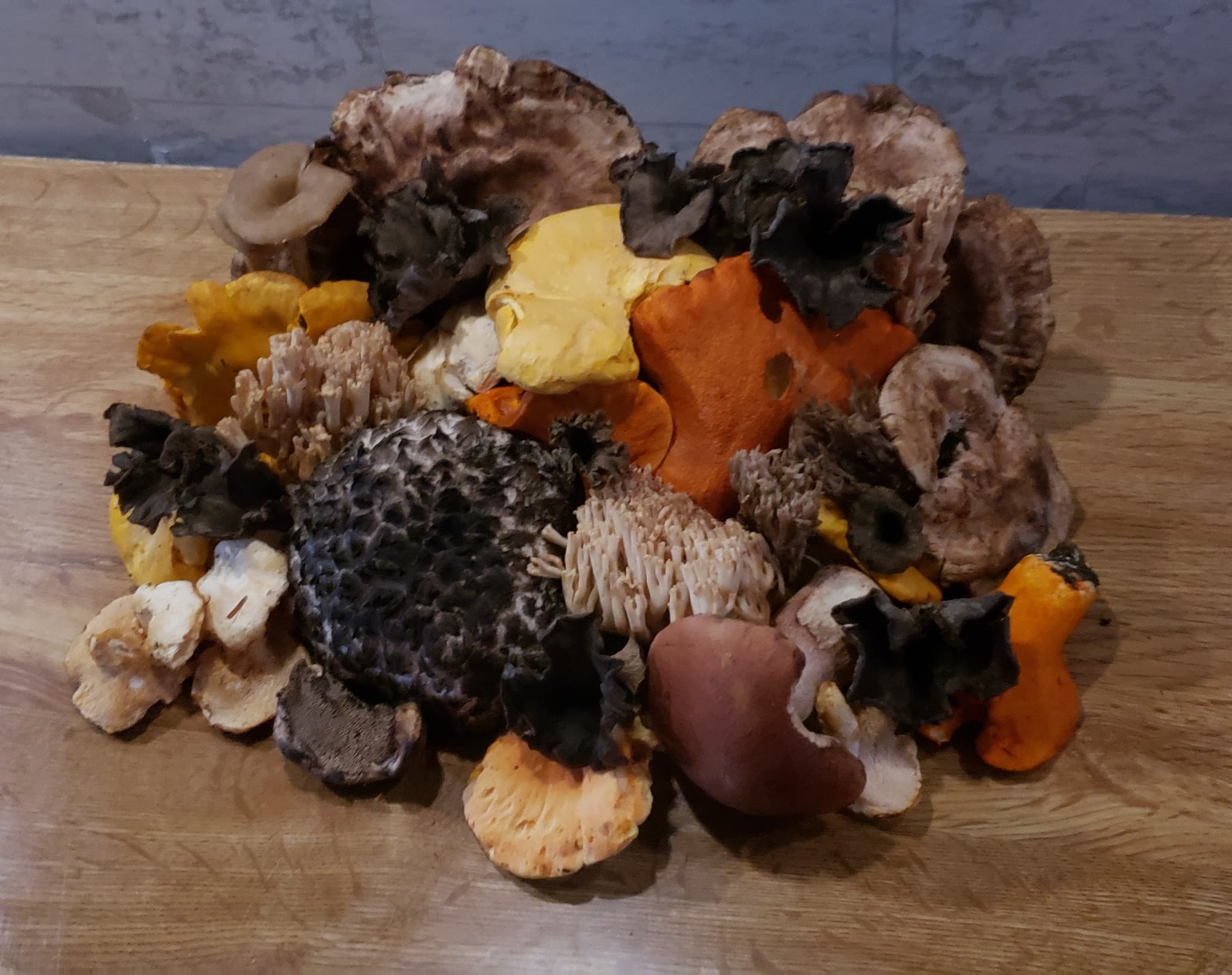 Wild Maine Mushrooms's banner
