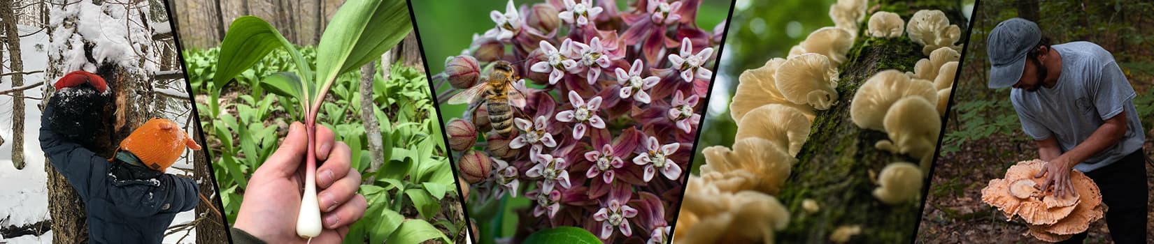 Forest Fox Wild's banner