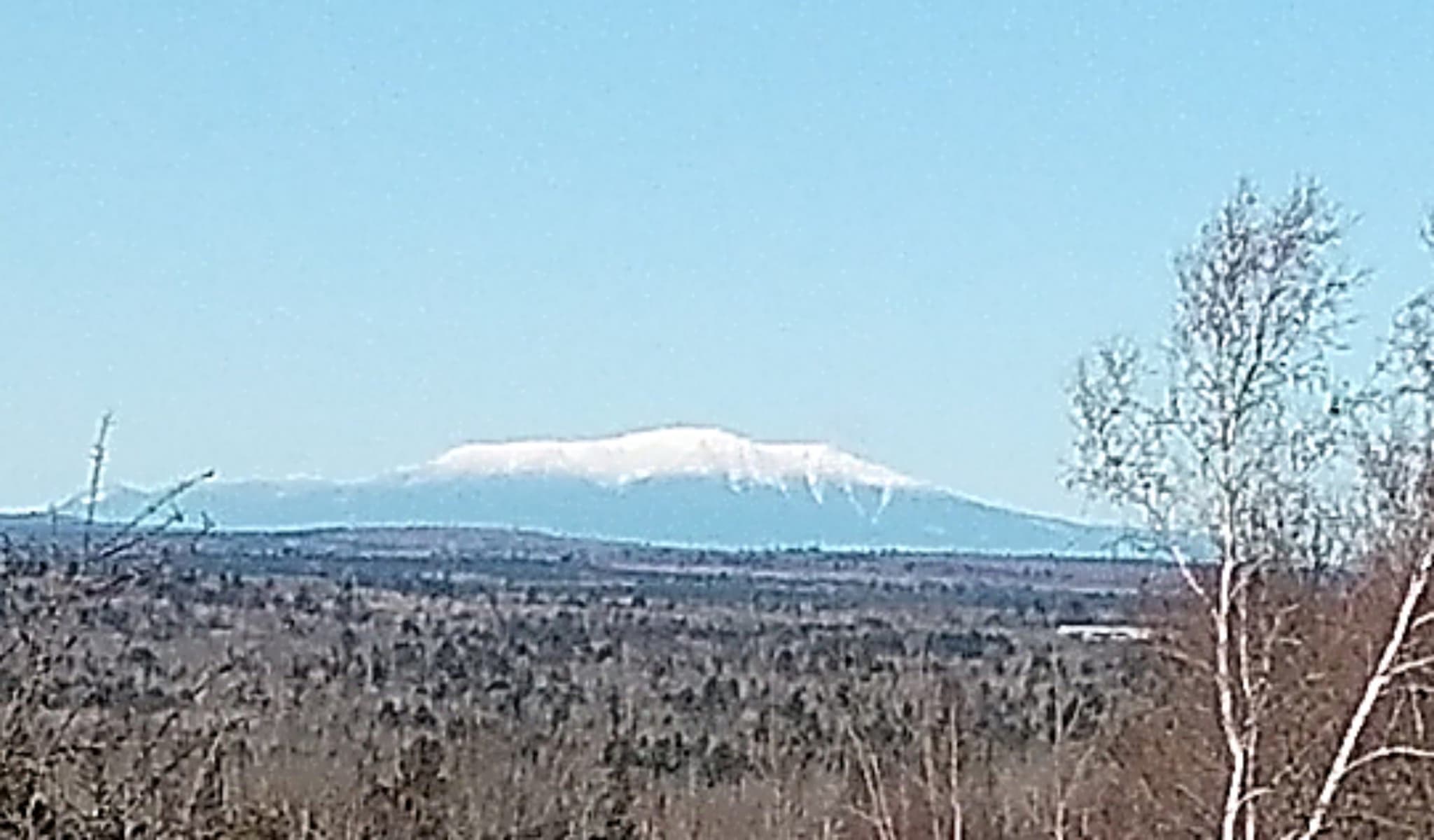 MushrooMaine Harvests's banner