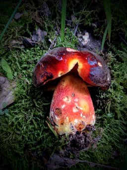 River Valley Wildcrafting