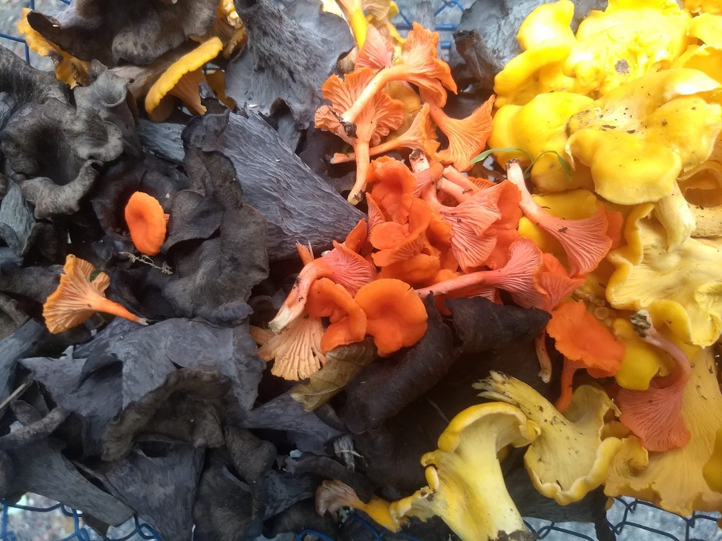 Deep Hollow Forest Farm's banner